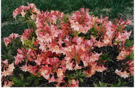 Azalea Sunray